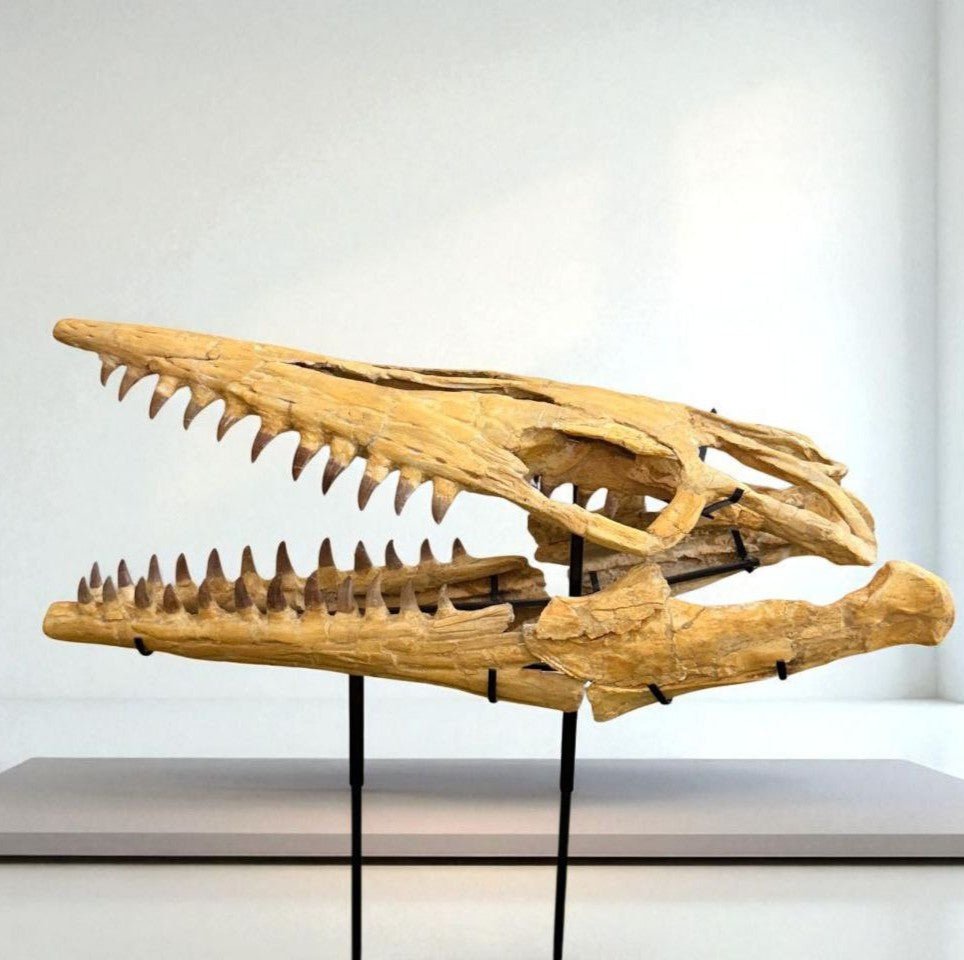 Hainosaurus boubker Skull Fossil, 47.2 in / 120 cm – AD-16802 - PaleoDeserts
