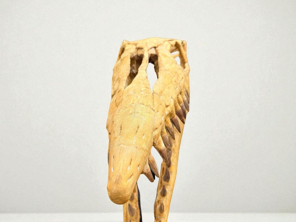 Hainosaurus boubker Skull Fossil, 47.2 in / 120 cm – AD-16802 - PaleoDeserts
