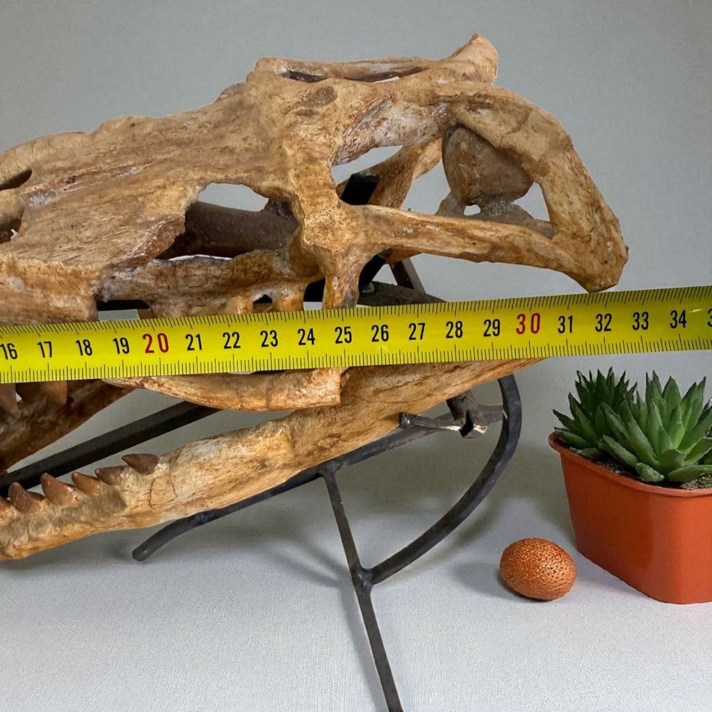 Halisaurus arambourgi Skull Fossil, 40 cm – AD-16698 - PaleoDeserts