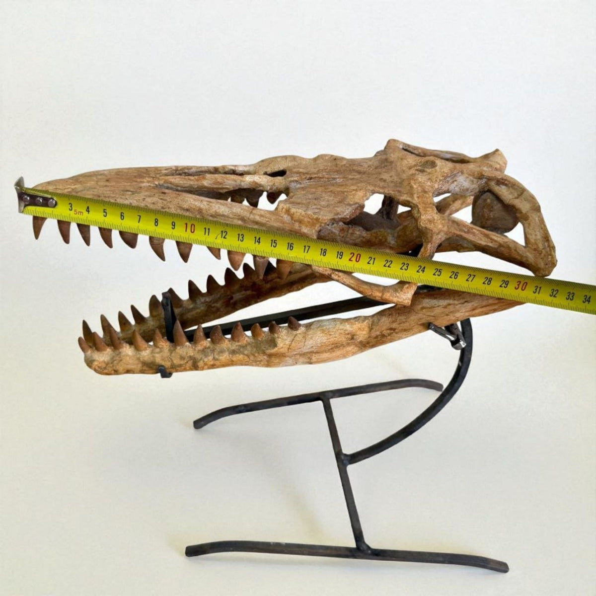 Halisaurus arambourgi Skull Fossil, 40 cm – AD-16698 - PaleoDeserts