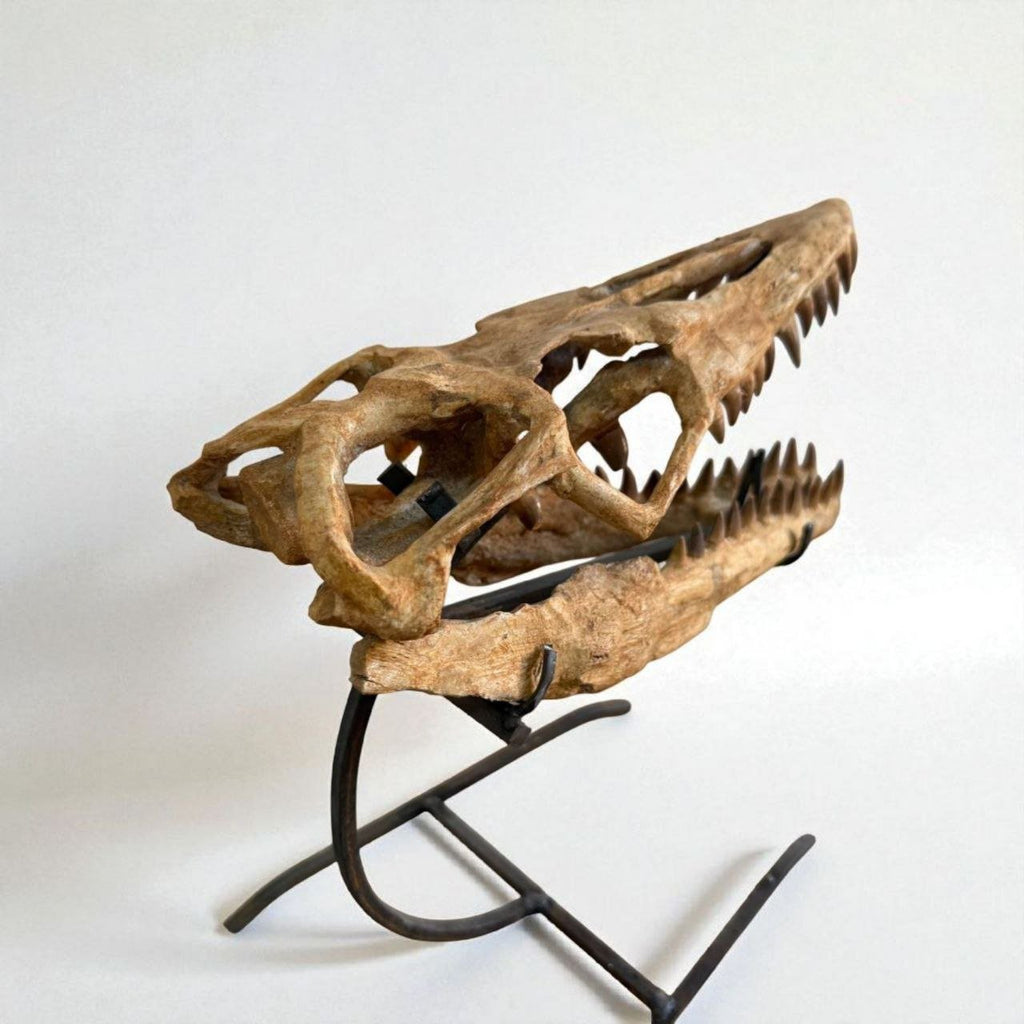 Halisaurus arambourgi Skull Fossil, 40 cm – AD-16698 - PaleoDeserts