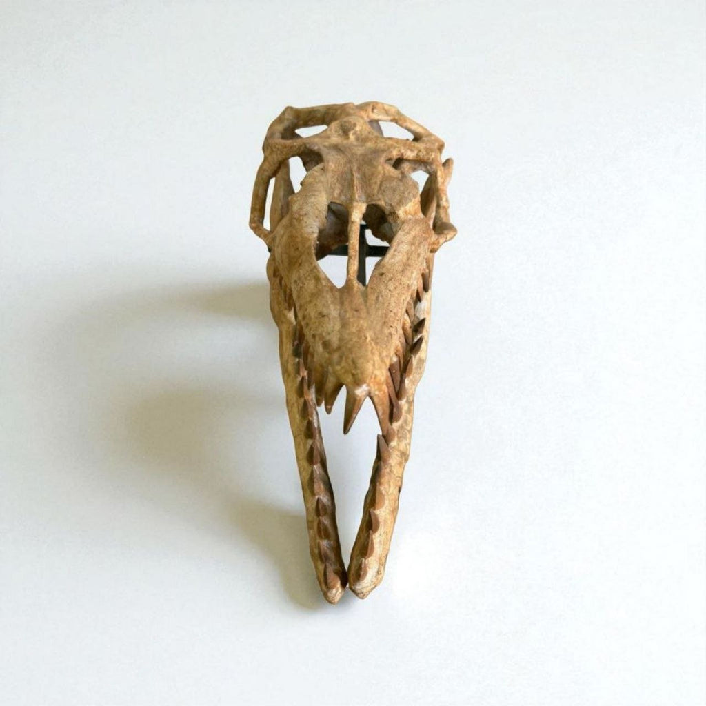Halisaurus arambourgi Skull Fossil, 40 cm – AD-16698 - PaleoDeserts