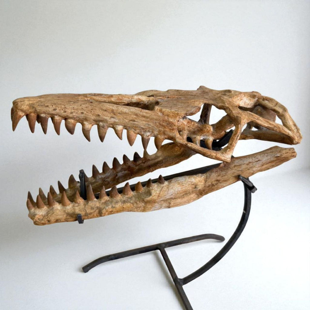 Halisaurus arambourgi Skull Fossil, 40 cm – AD-16698 - PaleoDeserts