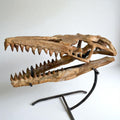 Halisaurus arambourgi Skull Fossil, 40 cm – AD-16698 - PaleoDeserts