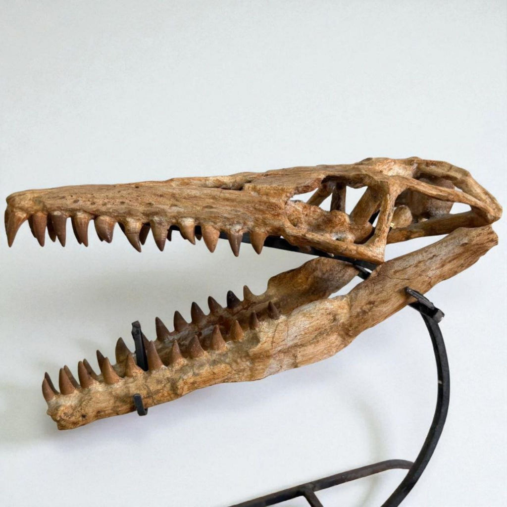 Halisaurus arambourgi Skull Fossil, 40 cm – AD-16698 - PaleoDeserts
