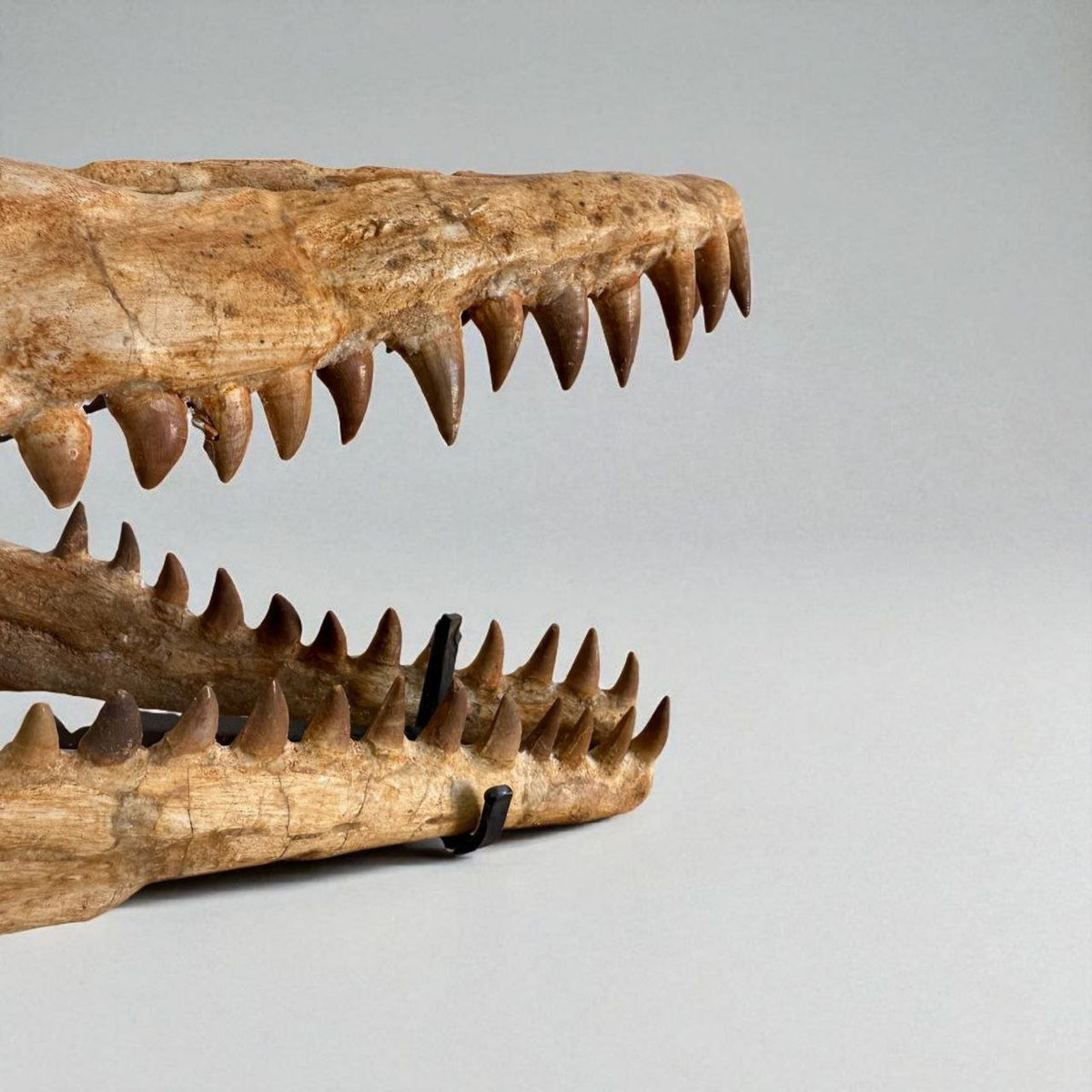 Halisaurus arambourgi Skull Fossil, 40 cm – AD-16698 - PaleoDeserts