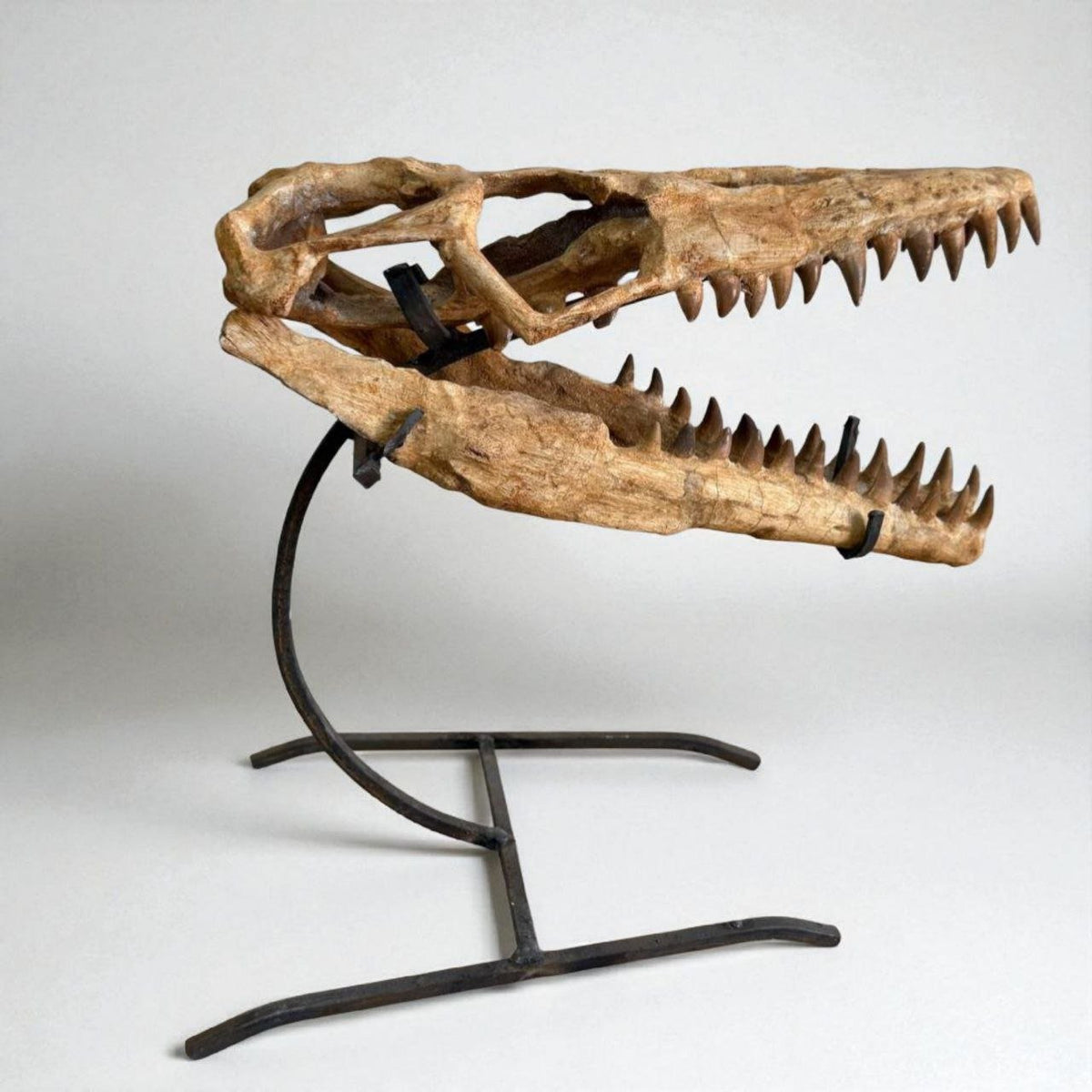 Halisaurus arambourgi Skull Fossil, 40 cm – AD-16698 - PaleoDeserts