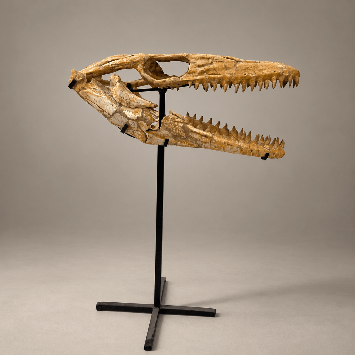 Halisaurus Mosasaur Skull, 66 cm Moroccan Fossil – PD-HSK-0066 - PaleoDeserts