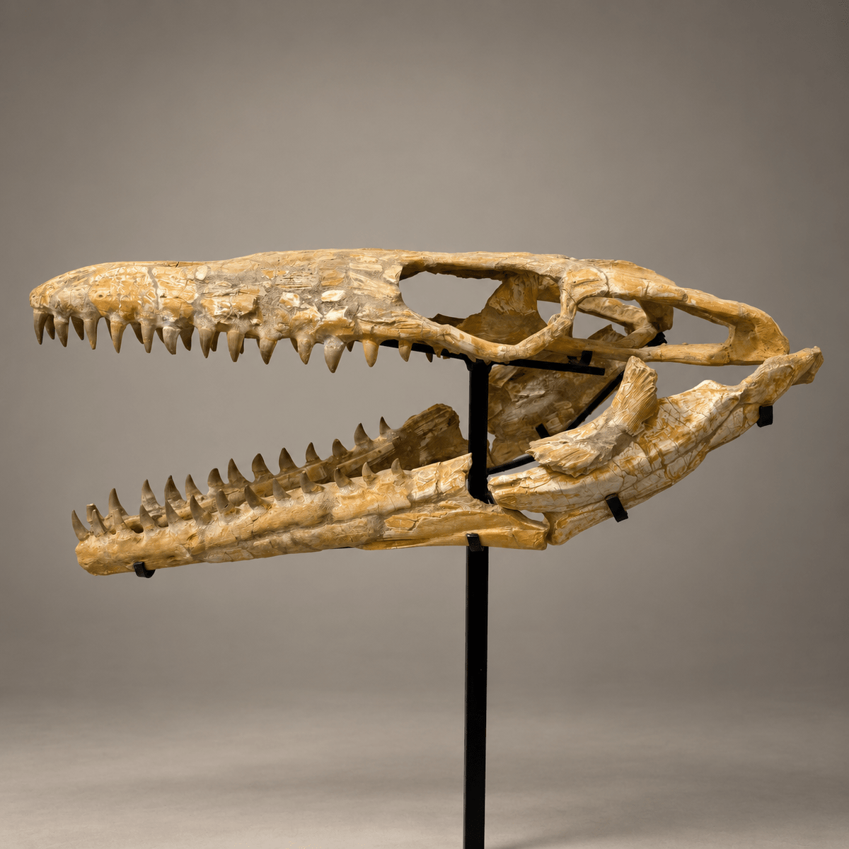 Halisaurus Mosasaur Skull, 66 cm Moroccan Fossil – PD-HSK-0066 - PaleoDeserts
