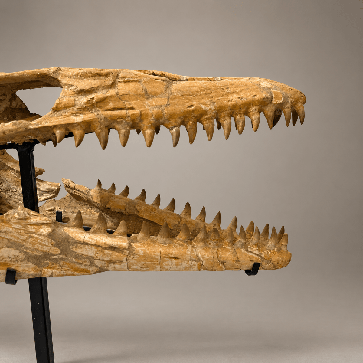 Halisaurus Mosasaur Skull, 66 cm Moroccan Fossil – PD-HSK-0066 - PaleoDeserts