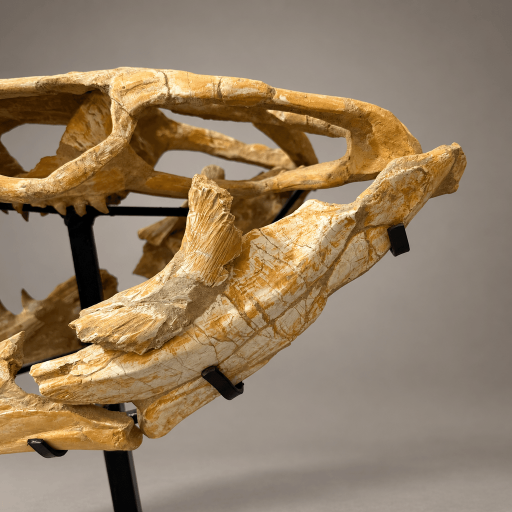 Halisaurus Mosasaur Skull, 66 cm Moroccan Fossil – PD-HSK-0066 - PaleoDeserts