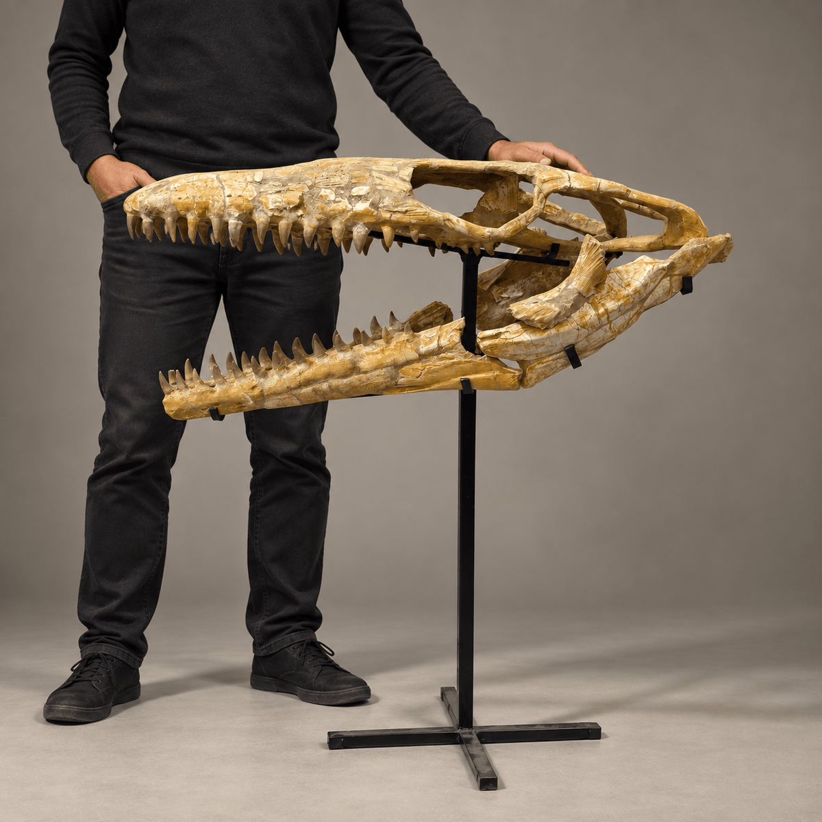 Halisaurus Mosasaur Skull, 66 cm Moroccan Fossil – PD-HSK-0066 - PaleoDeserts