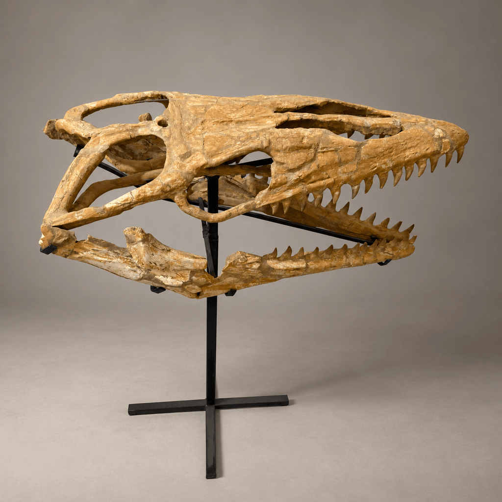 Halisaurus Mosasaur Skull, 66 cm Moroccan Fossil – PD-HSK-0066 - PaleoDeserts