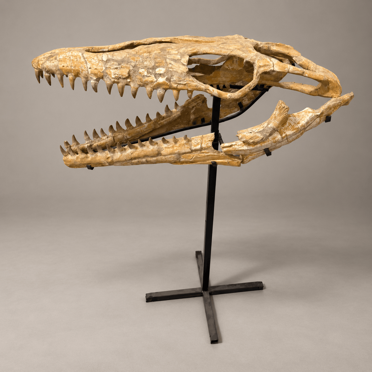 Halisaurus Mosasaur Skull, 66 cm Moroccan Fossil – PD-HSK-0066 - PaleoDeserts