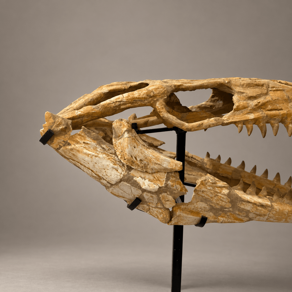 Halisaurus Mosasaur Skull, 66 cm Moroccan Fossil – PD-HSK-0066 - PaleoDeserts
