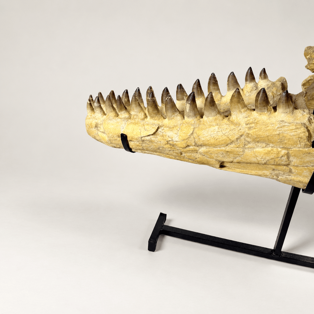 HUGE Mosasaur Skull Fossil, 120 cm 66 MILLION YEARS OLD – Sidi Chennane – PD-MSK-0120 - PaleoDeserts
