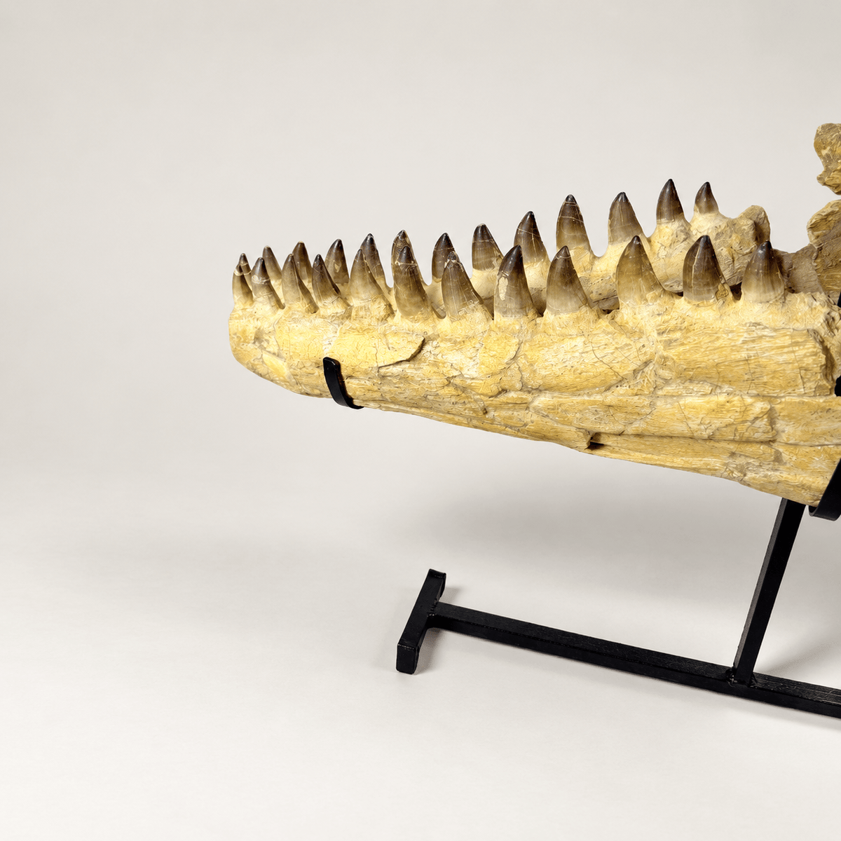 HUGE Mosasaur Skull Fossil, 120 cm 66 MILLION YEARS OLD – Sidi Chennane – PD-MSK-0120 - PaleoDeserts