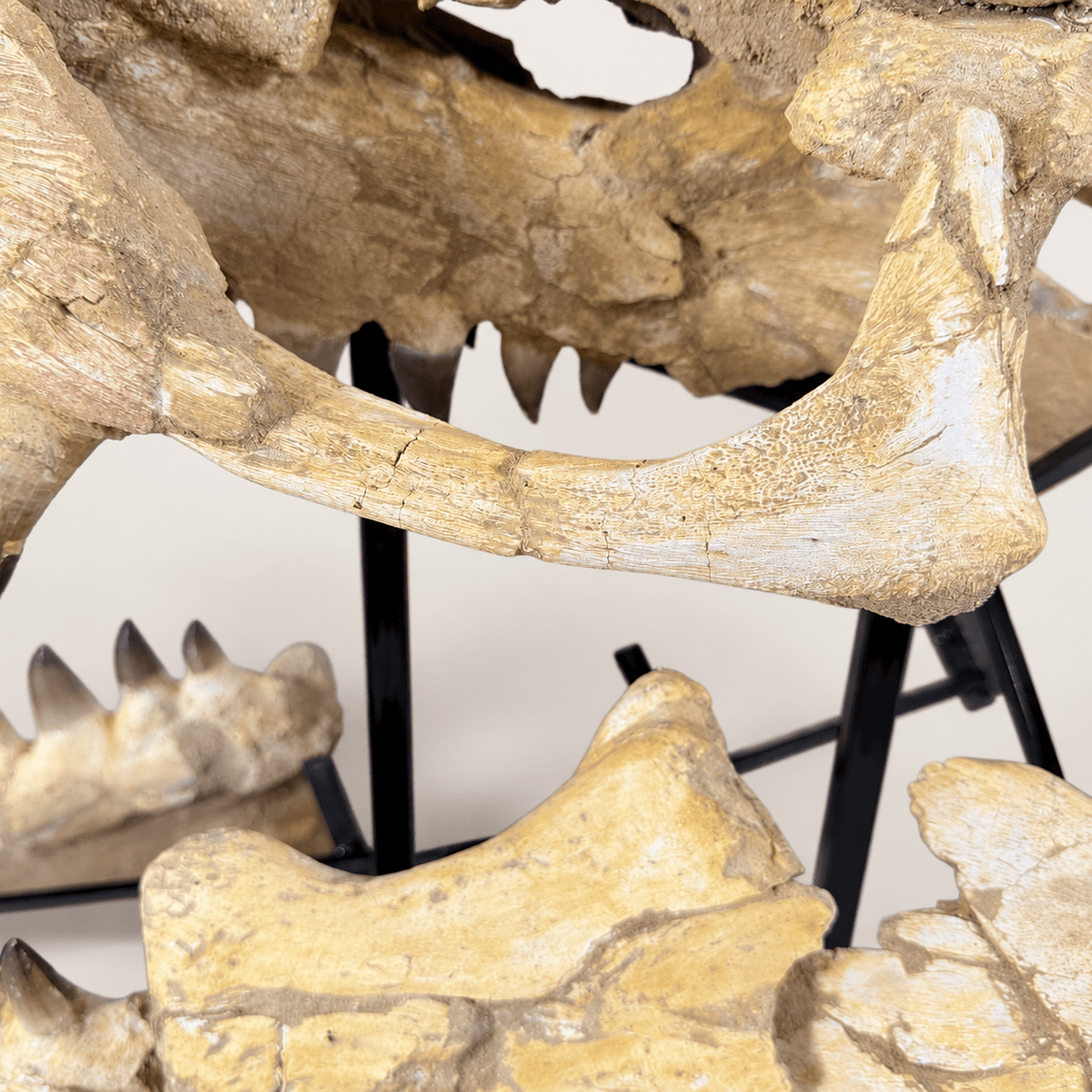 HUGE Mosasaur Skull Fossil, 120 cm 66 MILLION YEARS OLD – Sidi Chennane – PD-MSK-0120 - PaleoDeserts
