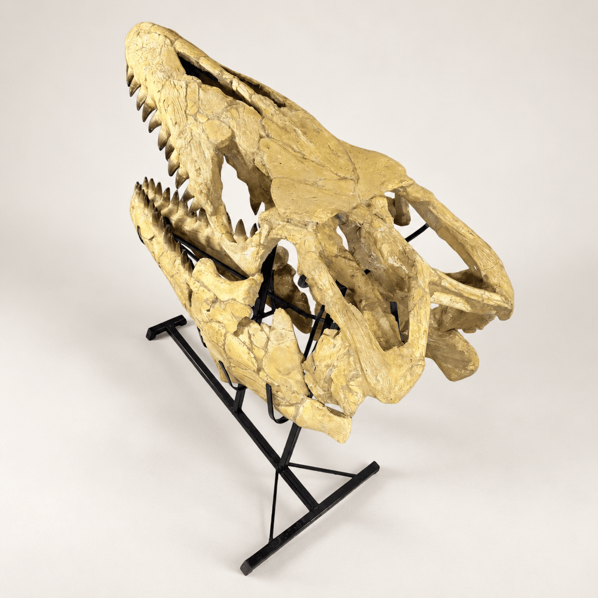 HUGE Mosasaur Skull Fossil, 120 cm 66 MILLION YEARS OLD – Sidi Chennane – PD-MSK-0120 - PaleoDeserts