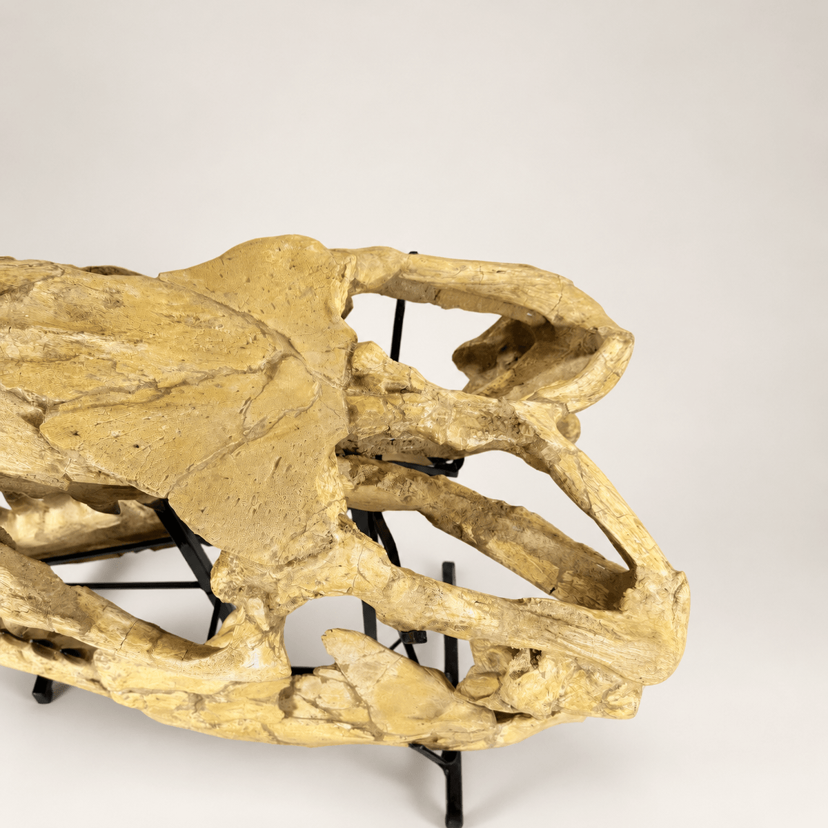 HUGE Mosasaur Skull Fossil, 120 cm 66 MILLION YEARS OLD – Sidi Chennane – PD-MSK-0120 - PaleoDeserts
