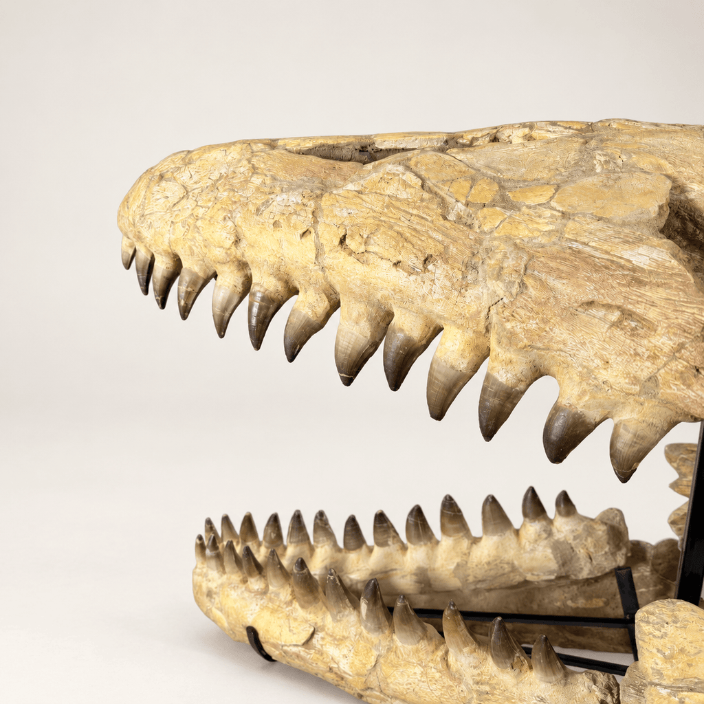 HUGE Mosasaur Skull Fossil, 120 cm 66 MILLION YEARS OLD – Sidi Chennane – PD-MSK-0120 - PaleoDeserts