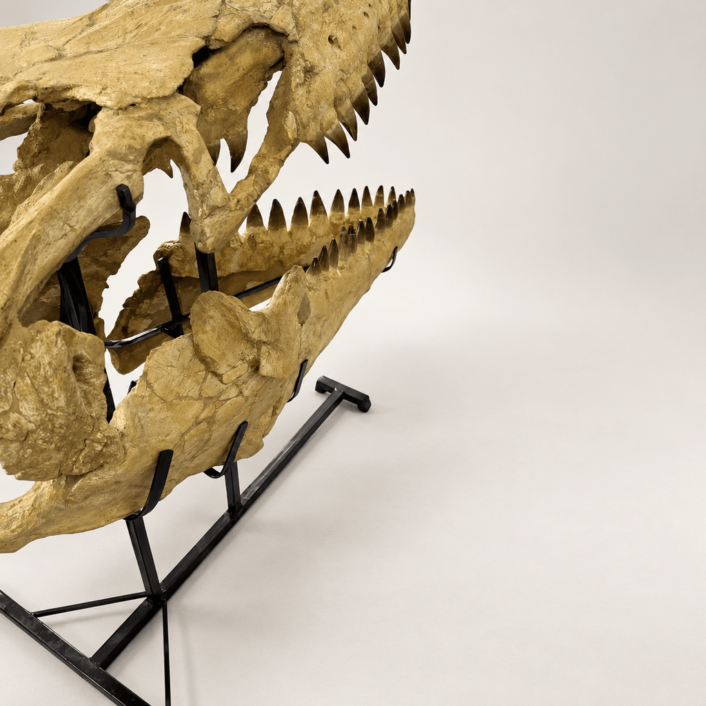 HUGE Mosasaur Skull Fossil, 120 cm 66 MILLION YEARS OLD – Sidi Chennane – PD-MSK-0120 - PaleoDeserts