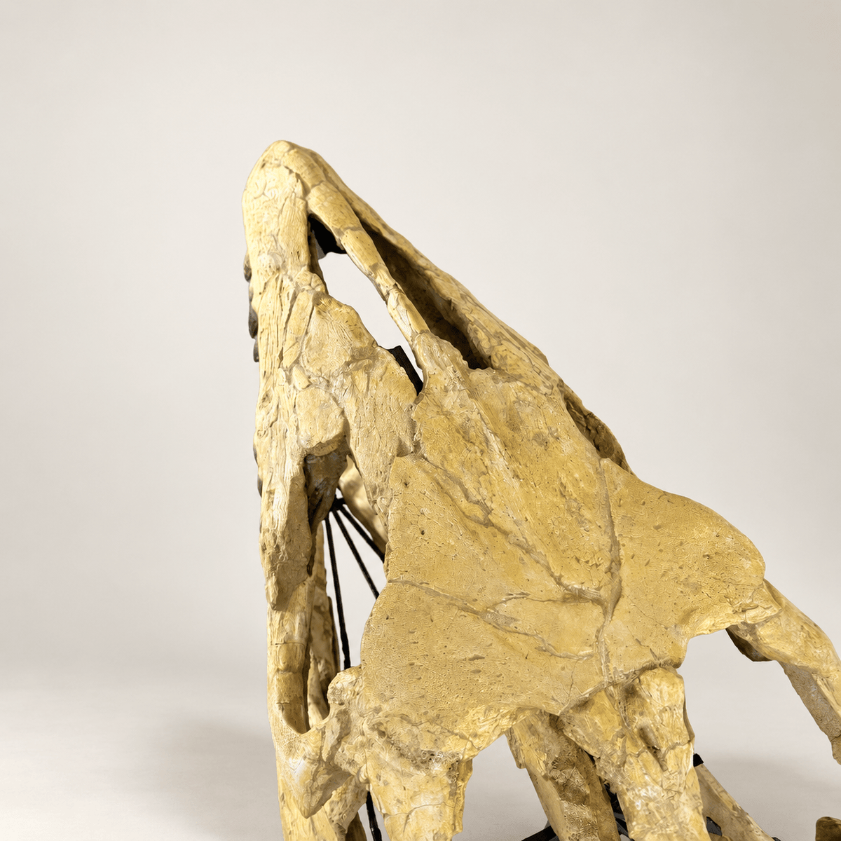 HUGE Mosasaur Skull Fossil, 120 cm 66 MILLION YEARS OLD – Sidi Chennane – PD-MSK-0120 - PaleoDeserts