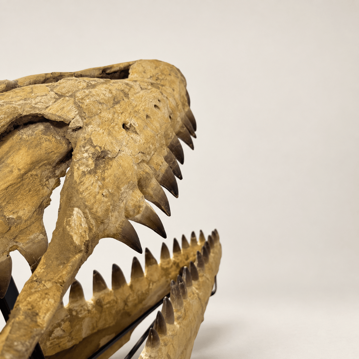 HUGE Mosasaur Skull Fossil, 120 cm 66 MILLION YEARS OLD – Sidi Chennane – PD-MSK-0120 - PaleoDeserts