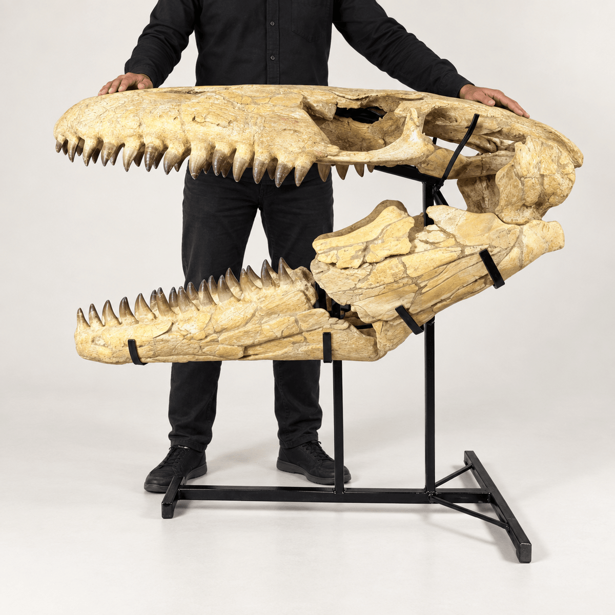 HUGE Mosasaur Skull Fossil, 120 cm 66 MILLION YEARS OLD – Sidi Chennane – PD-MSK-0120 - PaleoDeserts