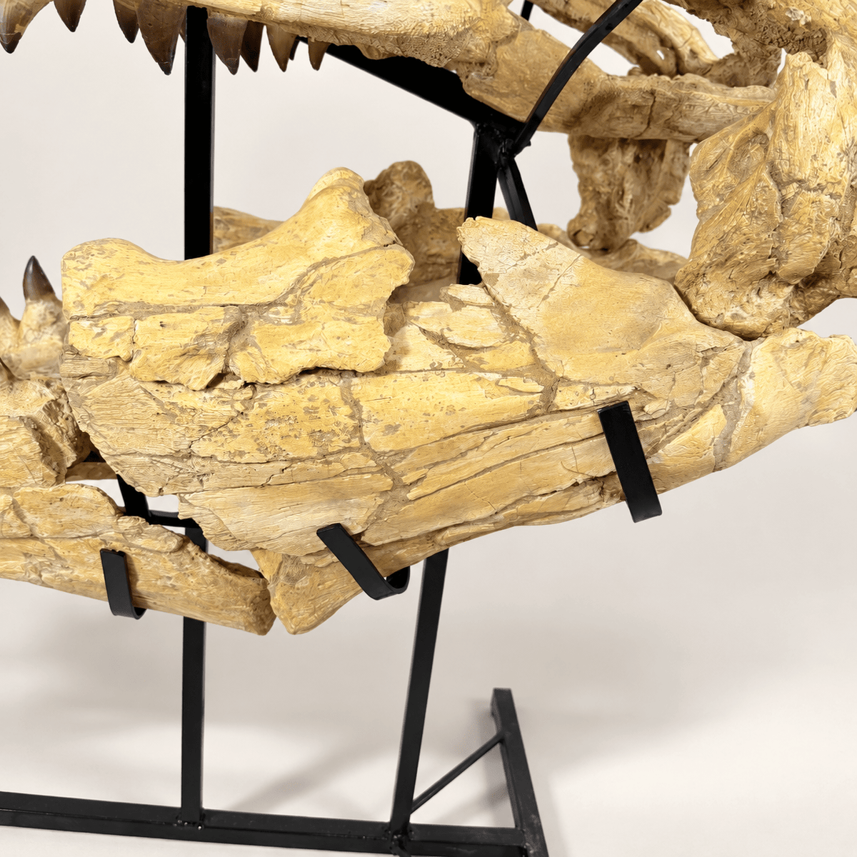 HUGE Mosasaur Skull Fossil, 120 cm 66 MILLION YEARS OLD – Sidi Chennane – PD-MSK-0120 - PaleoDeserts