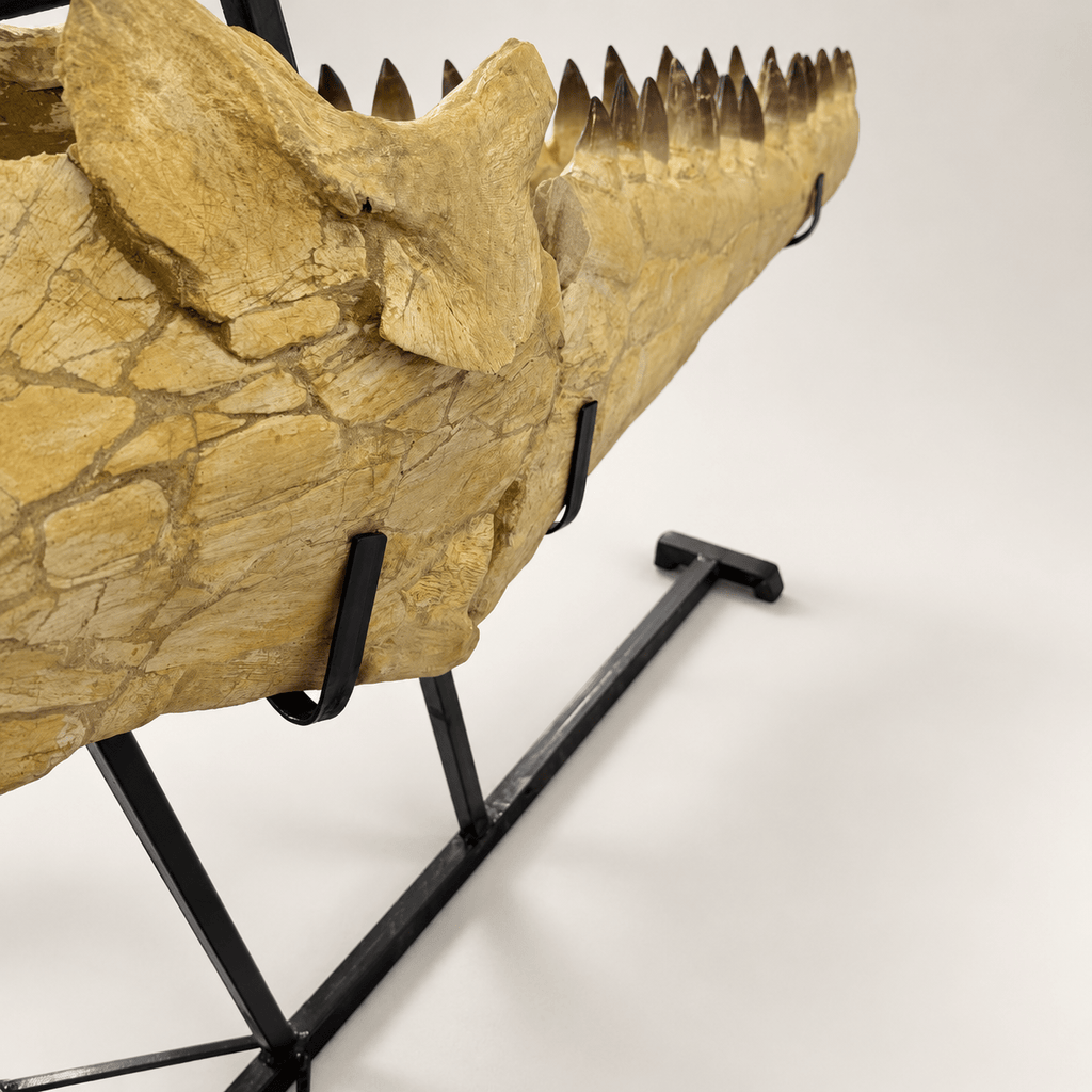HUGE Mosasaur Skull Fossil, 120 cm 66 MILLION YEARS OLD – Sidi Chennane – PD-MSK-0120 - PaleoDeserts