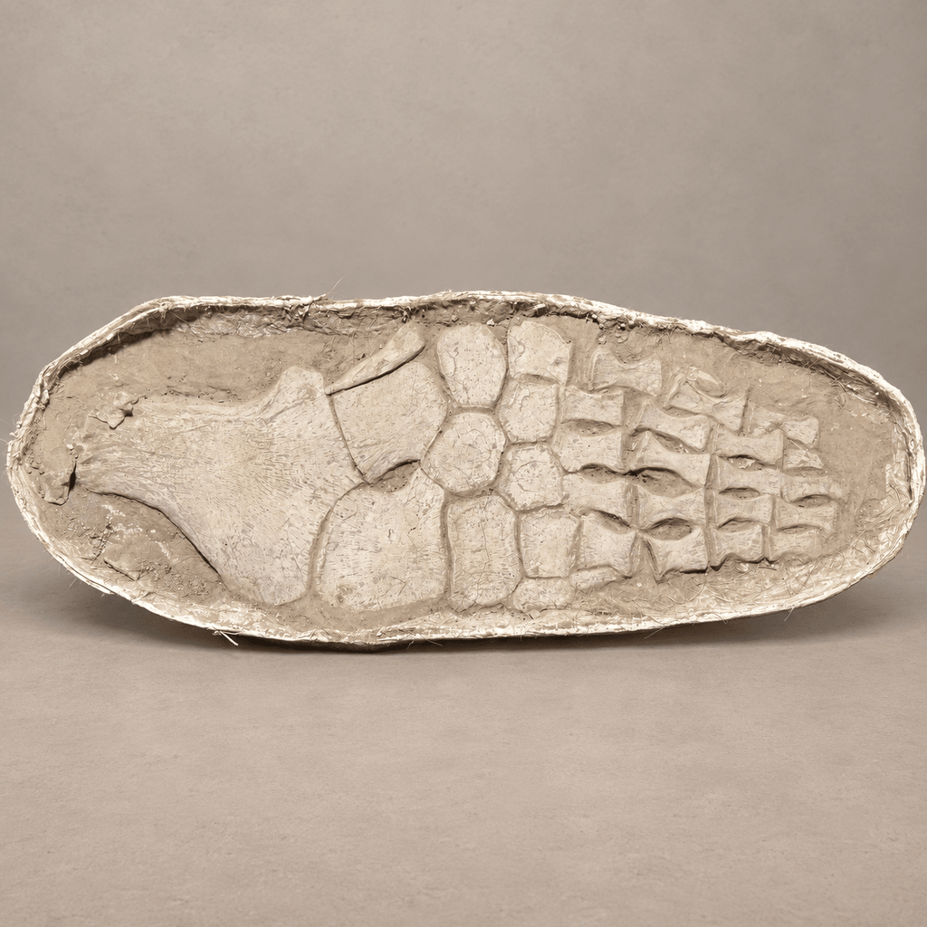 Huge Original Zarafasaura oceanis Plesiosaur Paddle – 105 cm - PaleoDeserts
