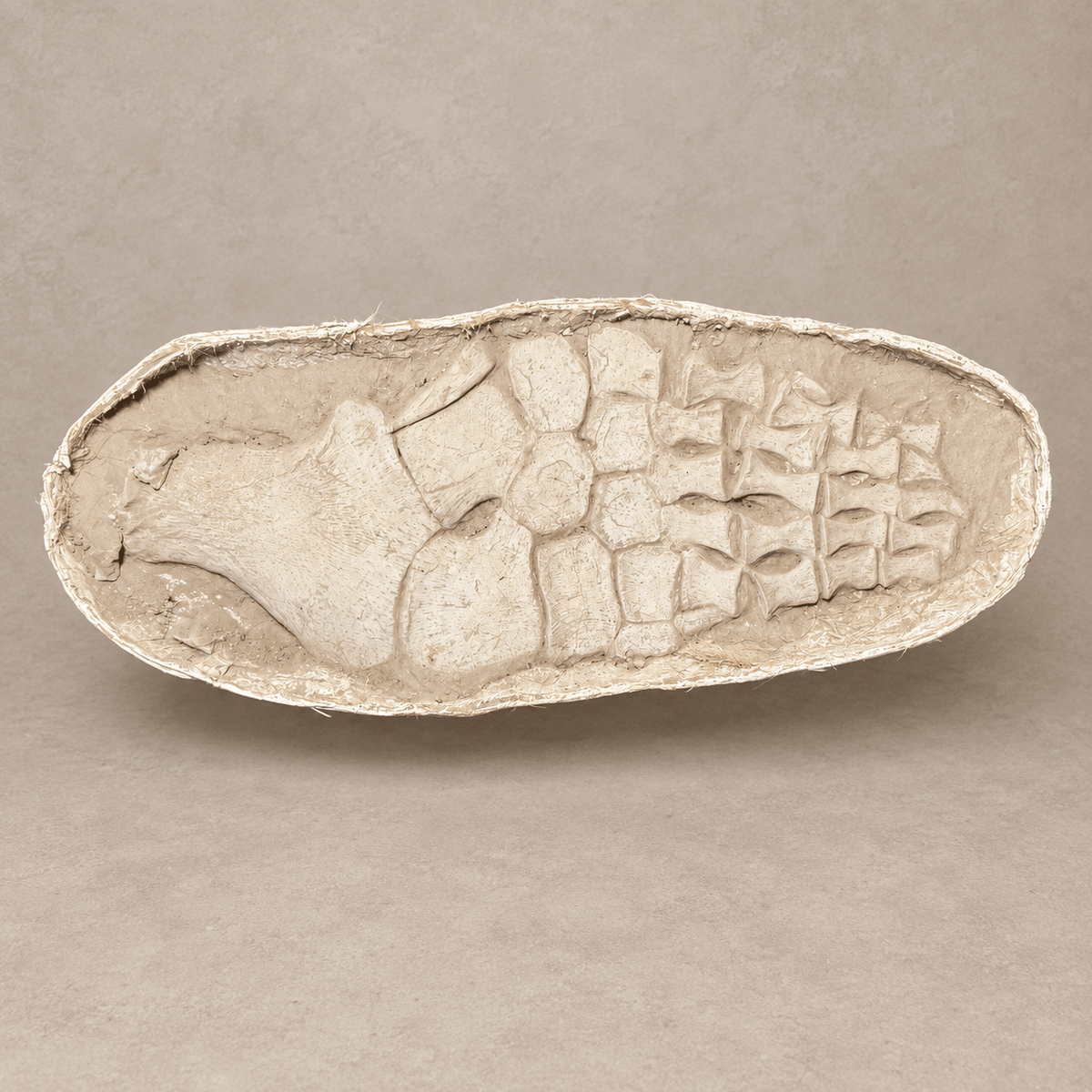 Huge Original Zarafasaura oceanis Plesiosaur Paddle – 105 cm - PaleoDeserts