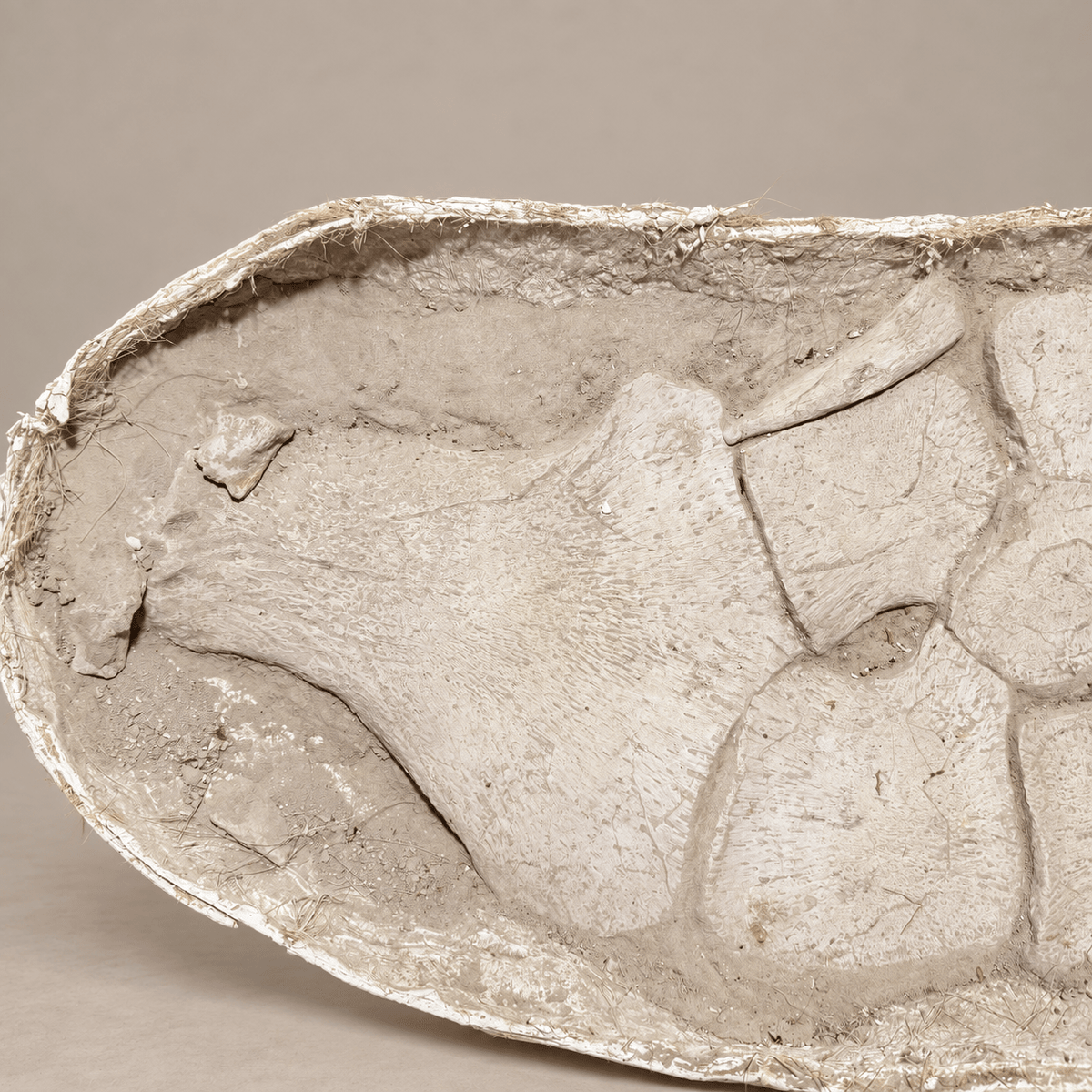Huge Original Zarafasaura oceanis Plesiosaur Paddle – 105 cm - PaleoDeserts