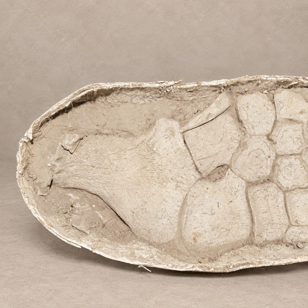 Huge Original Zarafasaura oceanis Plesiosaur Paddle – 105 cm - PaleoDeserts
