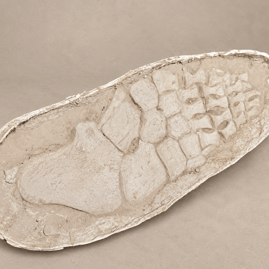 Huge Original Zarafasaura oceanis Plesiosaur Paddle – 105 cm - PaleoDeserts