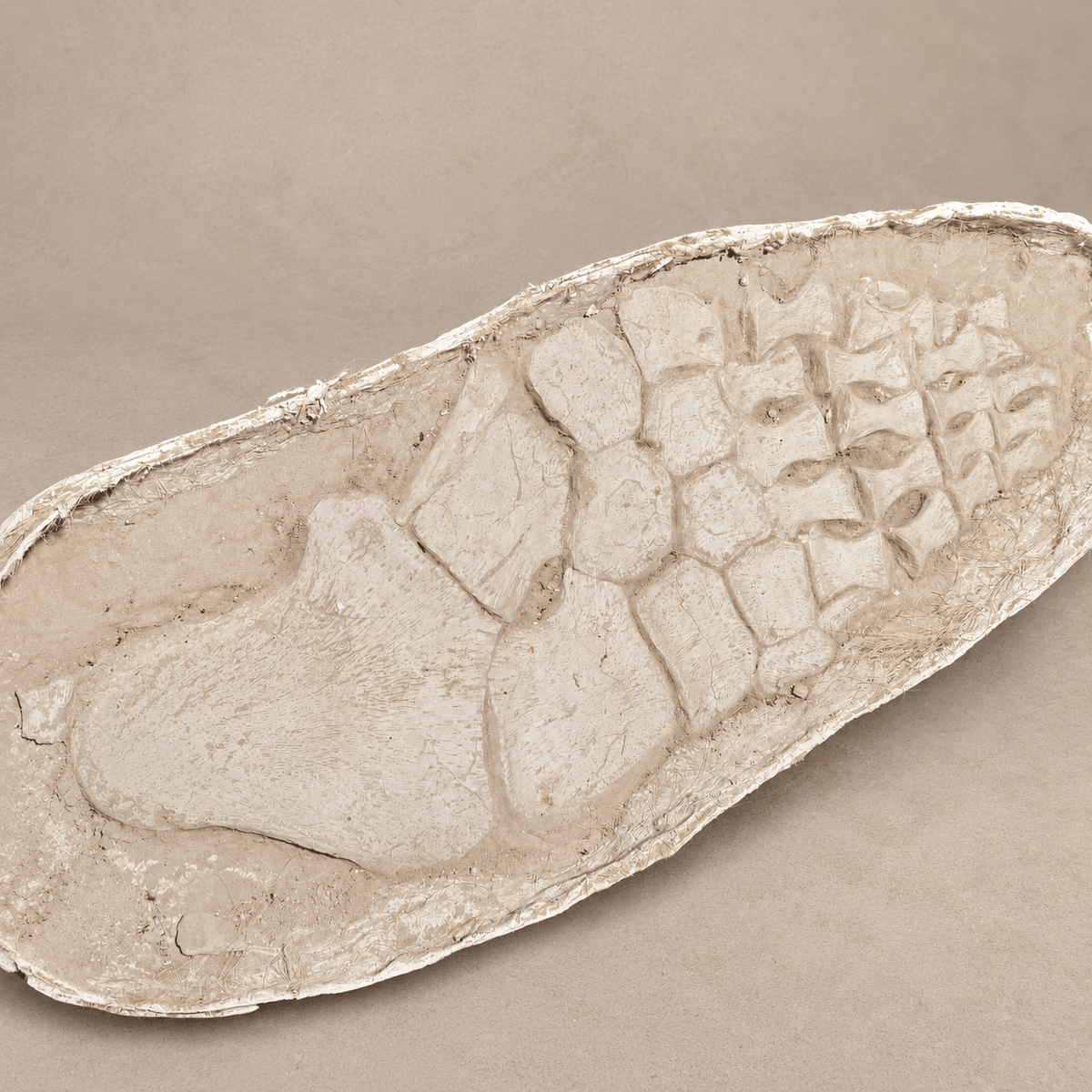Huge Original Zarafasaura oceanis Plesiosaur Paddle – 105 cm - PaleoDeserts
