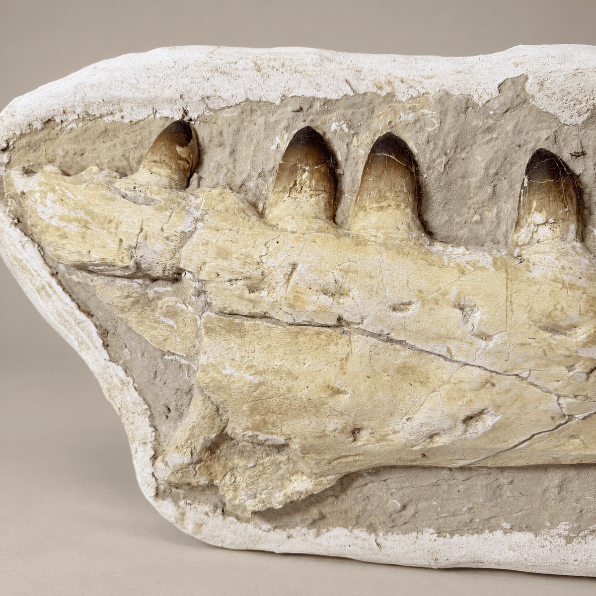 HUGE Upper Mosasaur Jaw Authentic Prognathodon fossil, s29.1 Inches - PaleoDeserts