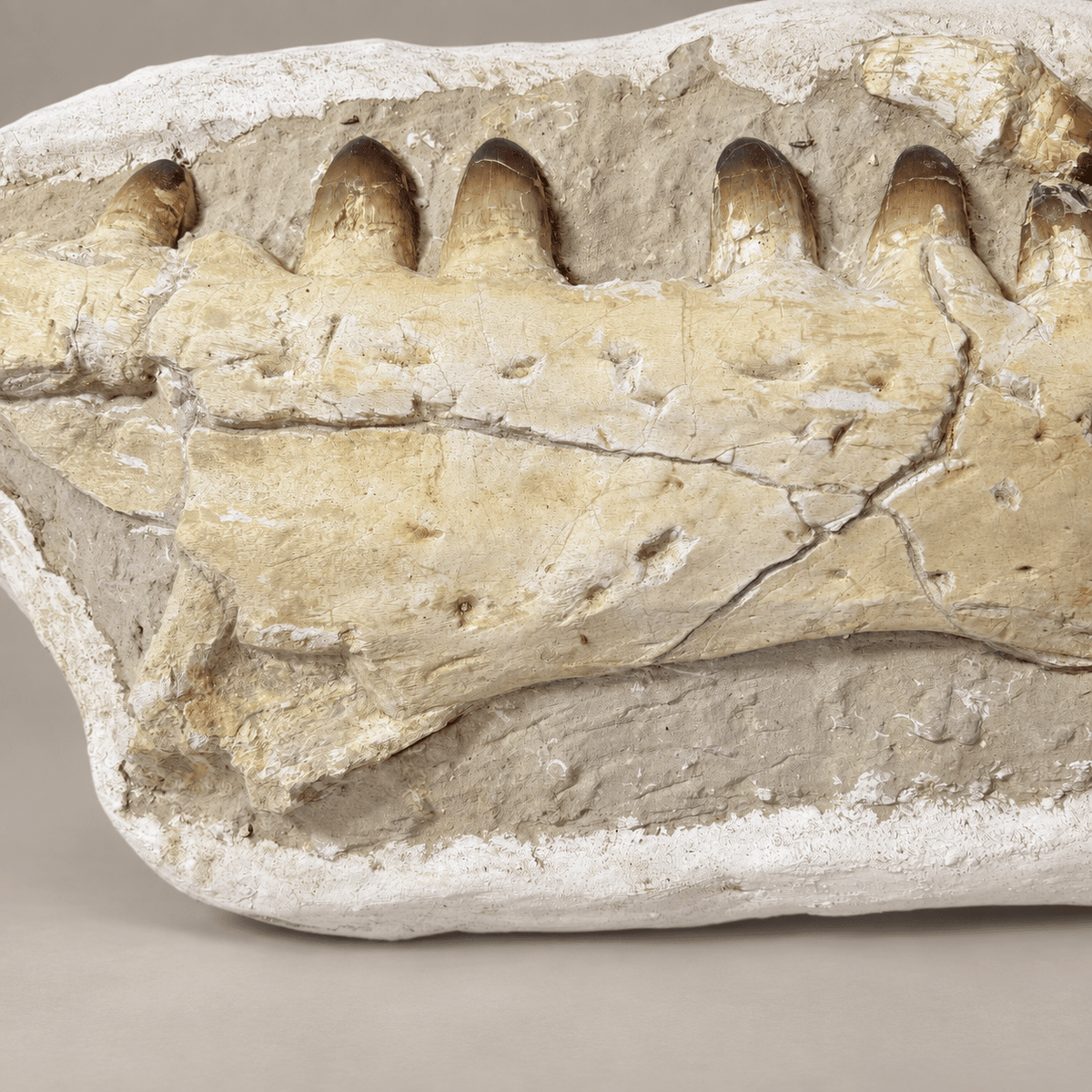 HUGE Upper Mosasaur Jaw Authentic Prognathodon fossil, s29.1 Inches - PaleoDeserts