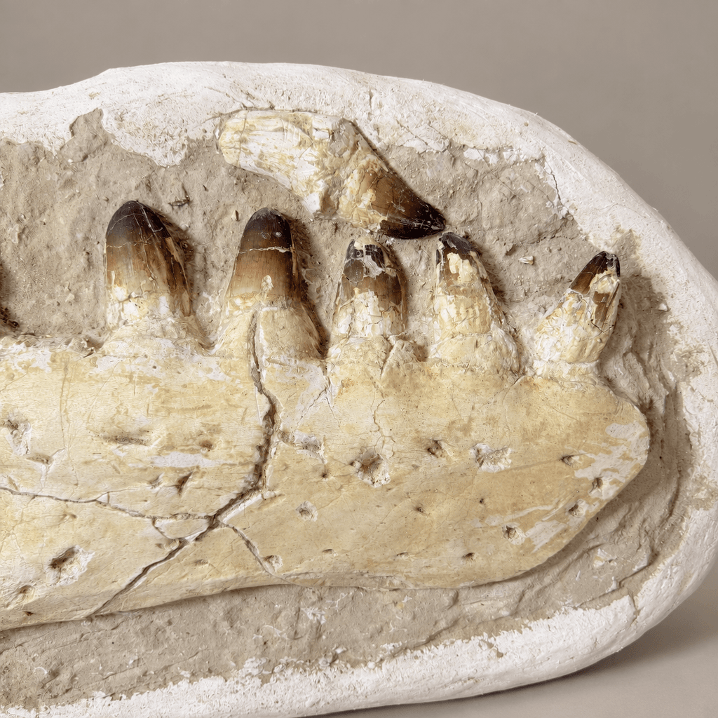HUGE Upper Mosasaur Jaw Authentic Prognathodon fossil, s29.1 Inches - PaleoDeserts