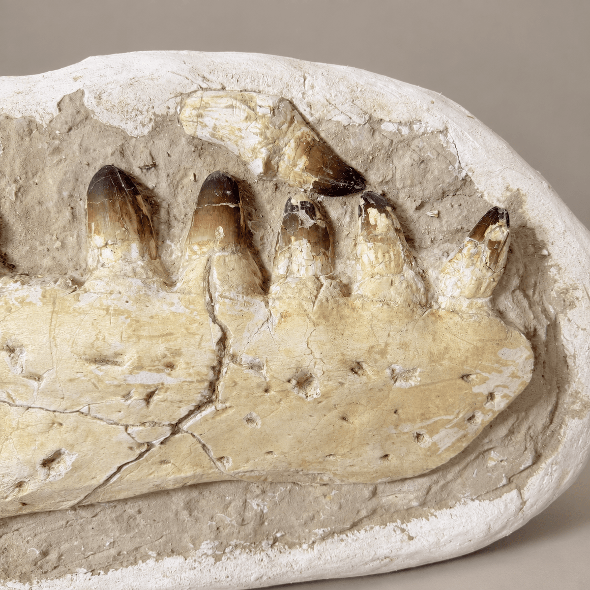 HUGE Upper Mosasaur Jaw Authentic Prognathodon fossil, s29.1 Inches - PaleoDeserts