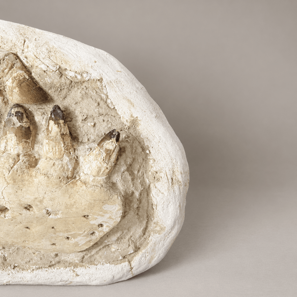 HUGE Upper Mosasaur Jaw Authentic Prognathodon fossil, s29.1 Inches - PaleoDeserts