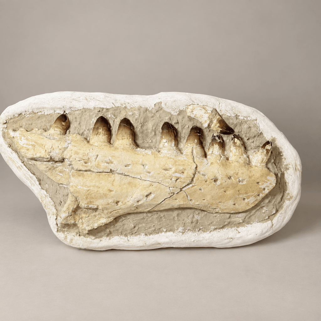 HUGE Upper Mosasaur Jaw Authentic Prognathodon fossil, s29.1 Inches - PaleoDeserts
