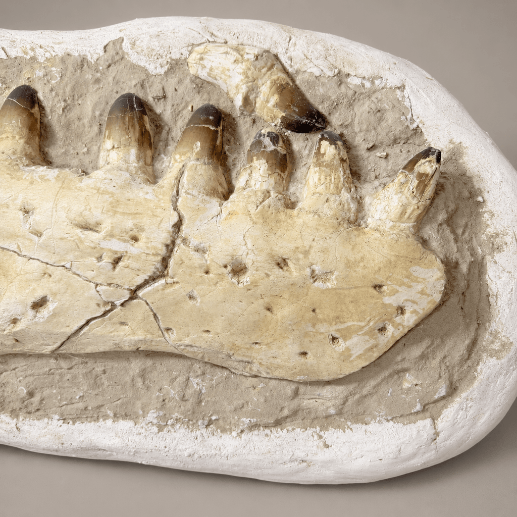 HUGE Upper Mosasaur Jaw Authentic Prognathodon fossil, s29.1 Inches - PaleoDeserts
