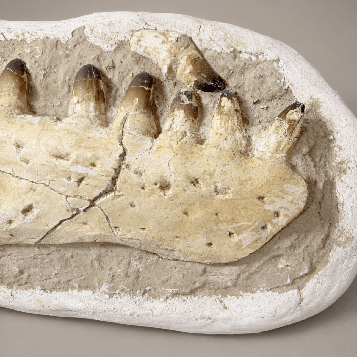 HUGE Upper Mosasaur Jaw Authentic Prognathodon fossil, s29.1 Inches - PaleoDeserts
