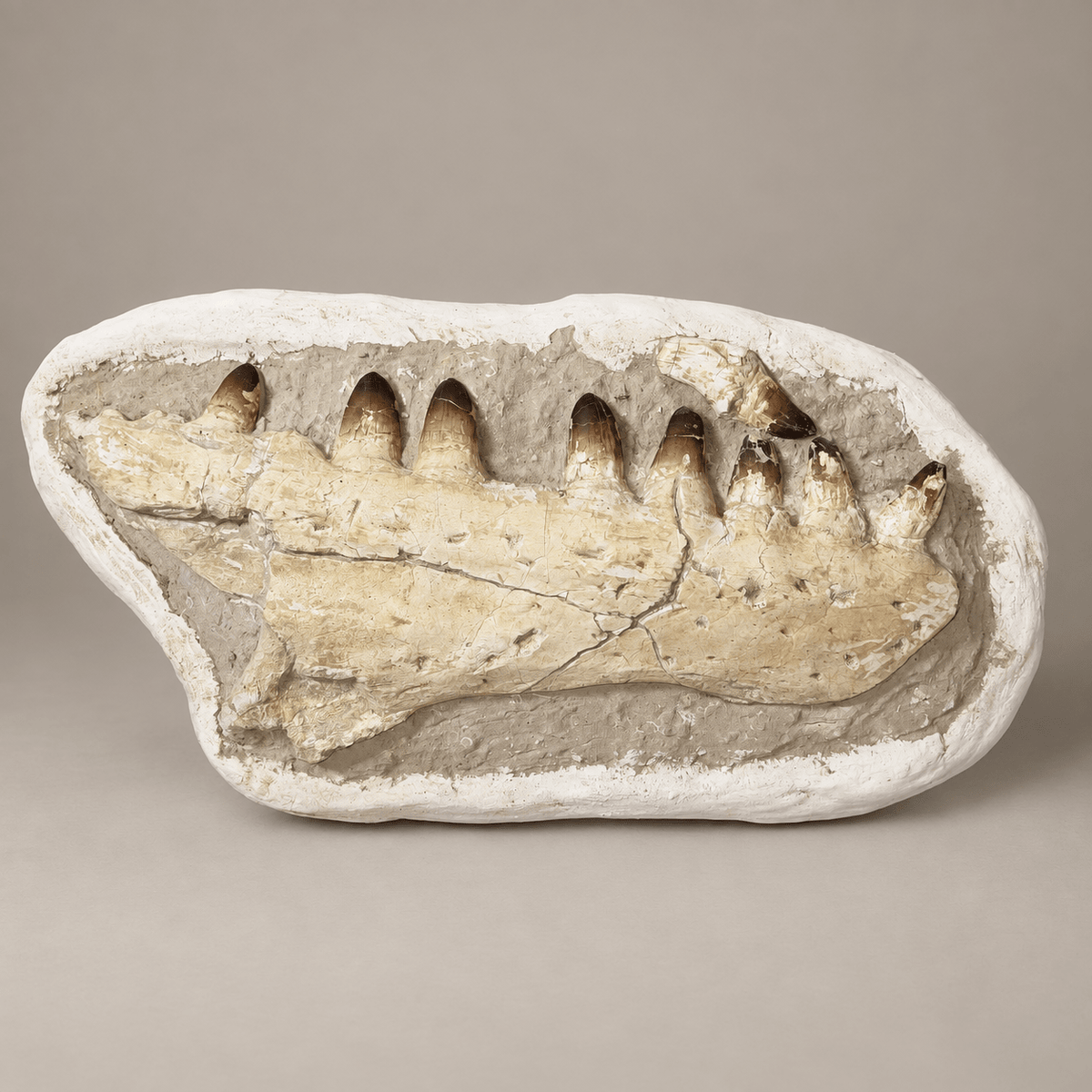 HUGE Upper Mosasaur Jaw Authentic Prognathodon fossil, s29.1 Inches - PaleoDeserts