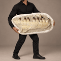 HUGE Upper Mosasaur Jaw Authentic Prognathodon fossil, s29.1 Inches - PaleoDeserts