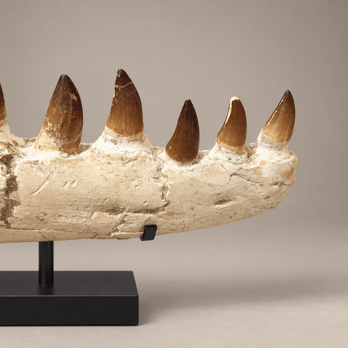 impressive natural Mosasaurus Jaw With Original Teeth – 34.6 inches - PaleoDeserts