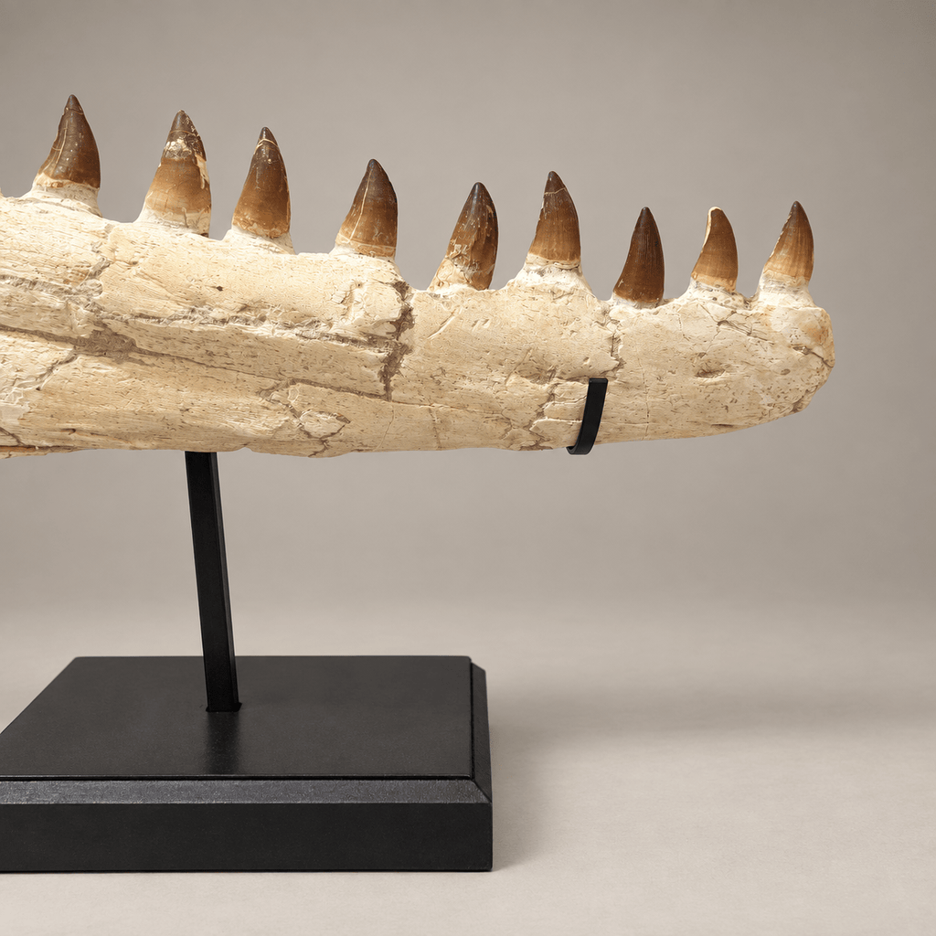 impressive natural Mosasaurus Jaw With Original Teeth – 34.6 inches - PaleoDeserts