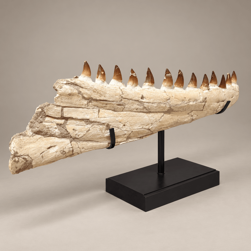 impressive natural Mosasaurus Jaw With Original Teeth – 34.6 inches - PaleoDeserts